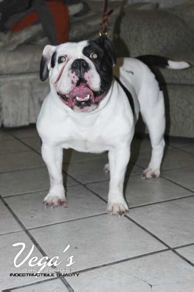 Vega's Coco | Olde English Bulldogge 