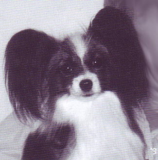 Ringlands Sandy's Girl | Papillon 