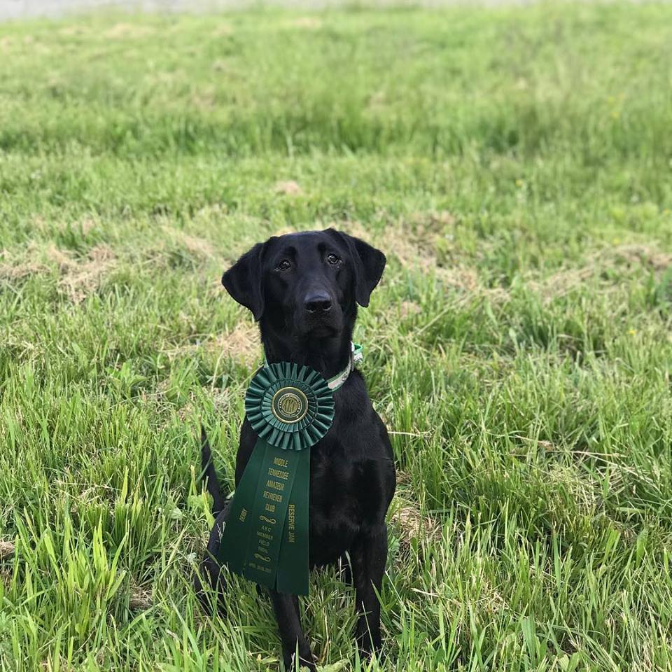 GRHRCH Rack & Spur's Ducktowns Wild Thang MH, QAA | Black Labrador Retriver