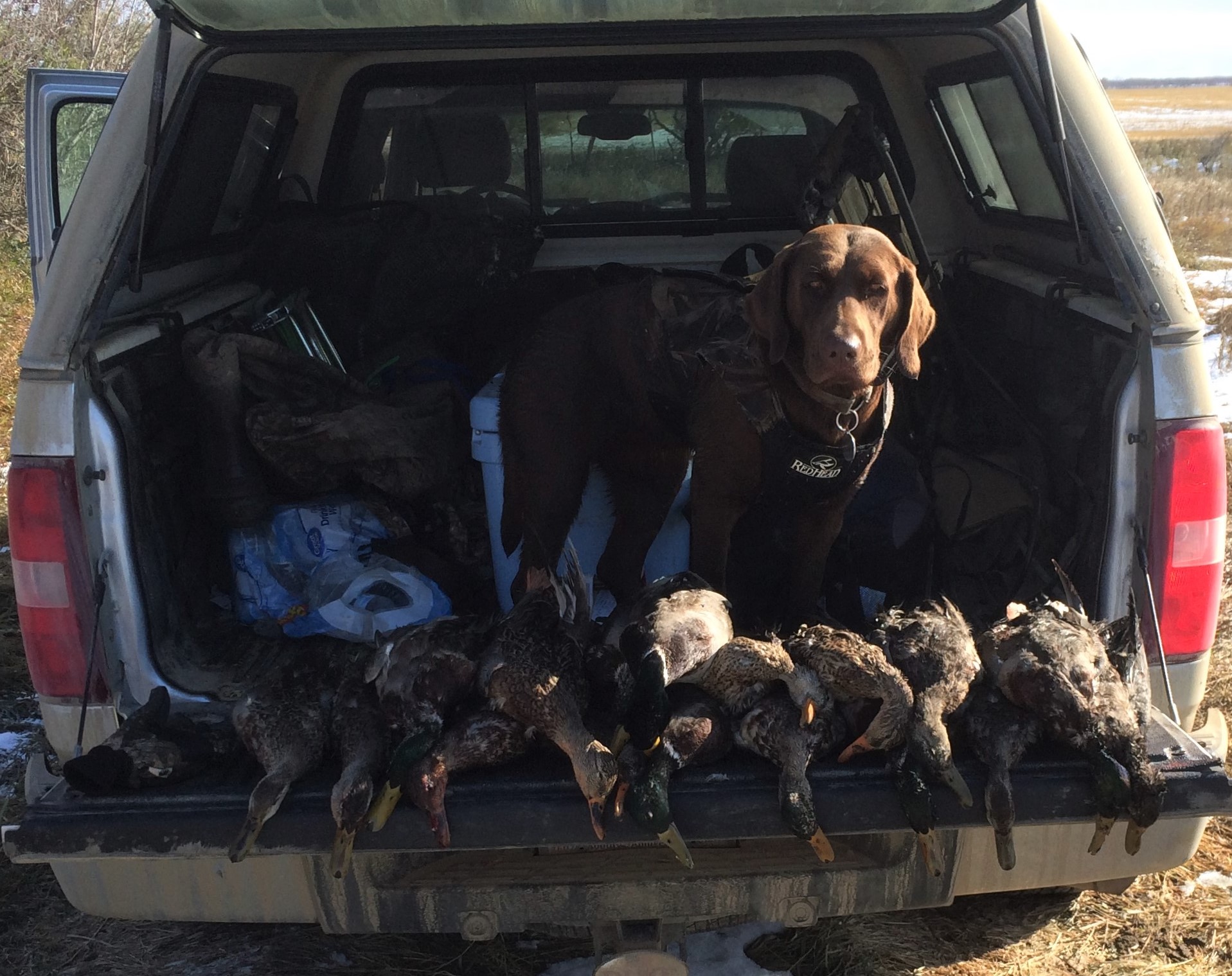 Wiedenhoeft's Daisy Mae | Chocolate Labrador Retriver