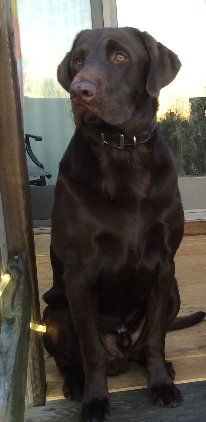 Way Da Go Max | Chocolate Labrador Retriver