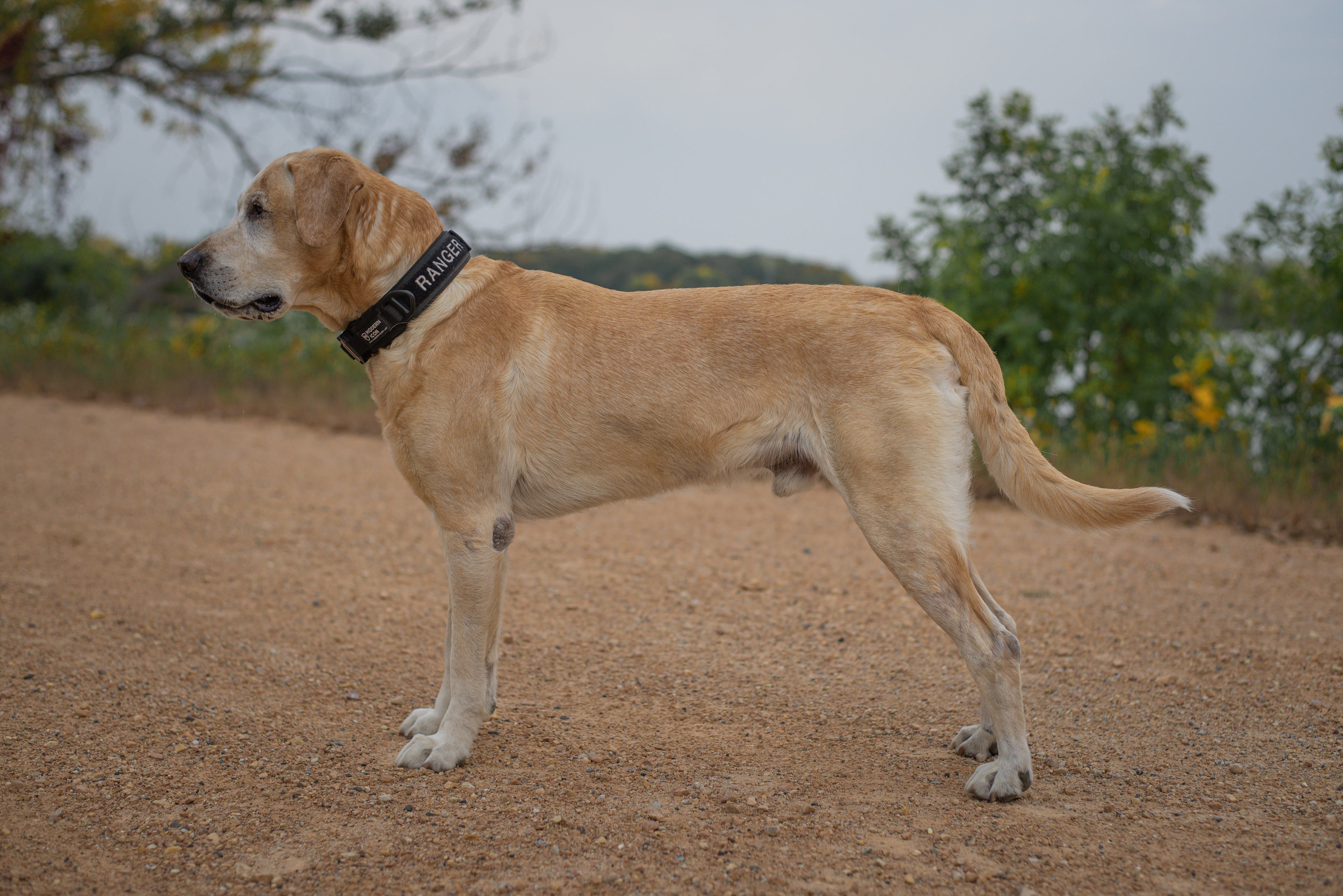 Ranger Tomahawk Pointer | Yellow Labrador Retriver