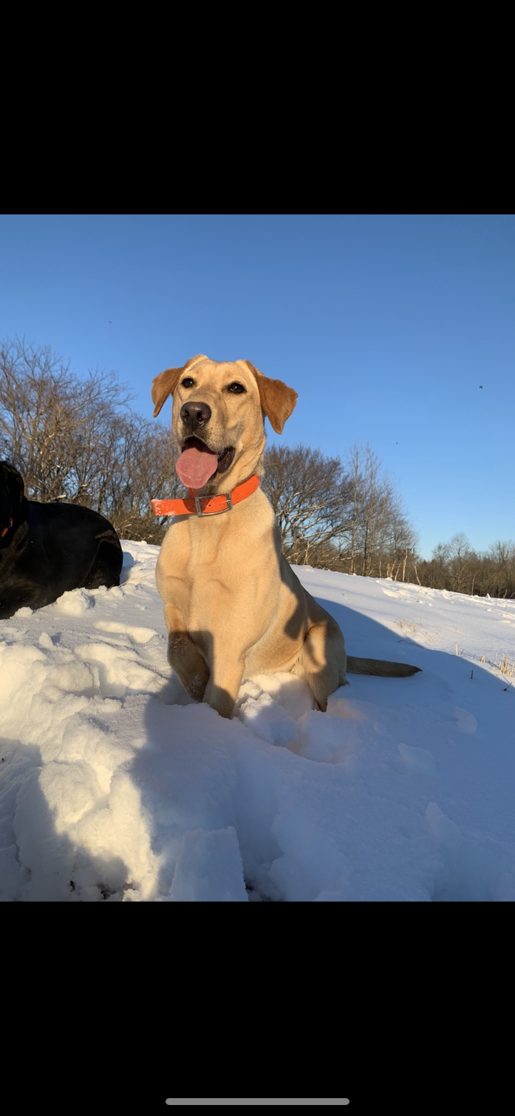 Drummond’s Hot Summer Day | Yellow Labrador Retriver