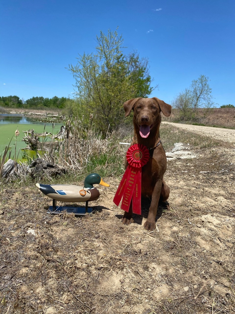 CHR’s Needs Nicked a lot QAA MH | Chocolate Labrador Retriver