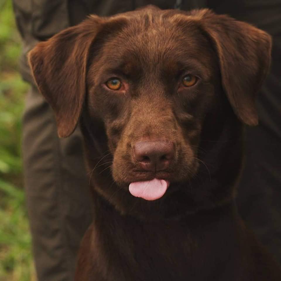 HRCH Rack & Spur's Simply Sassy MH | Chocolate Labrador Retriver