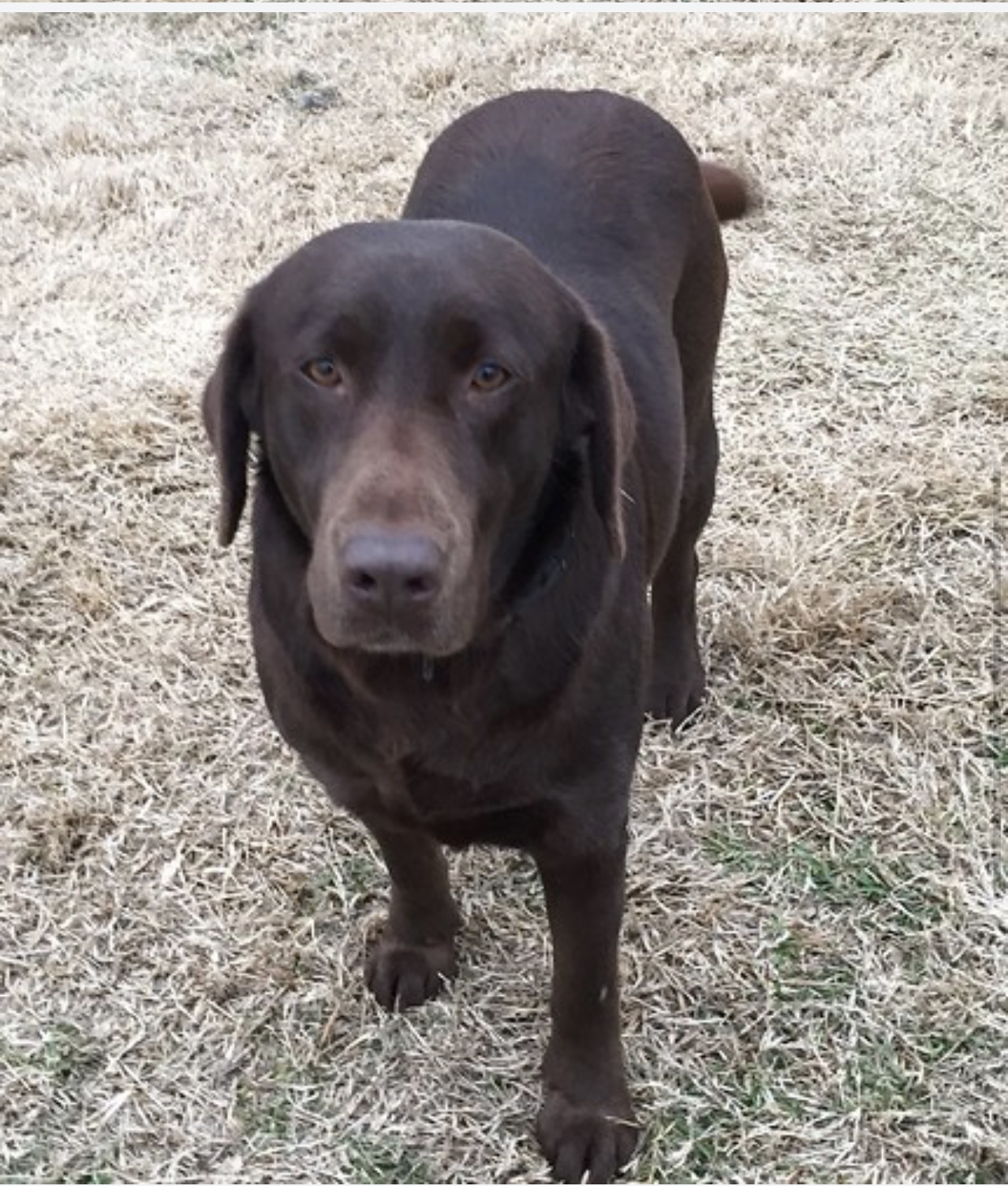 Virdin Family Farm Macy | Chocolate Labrador Retriver