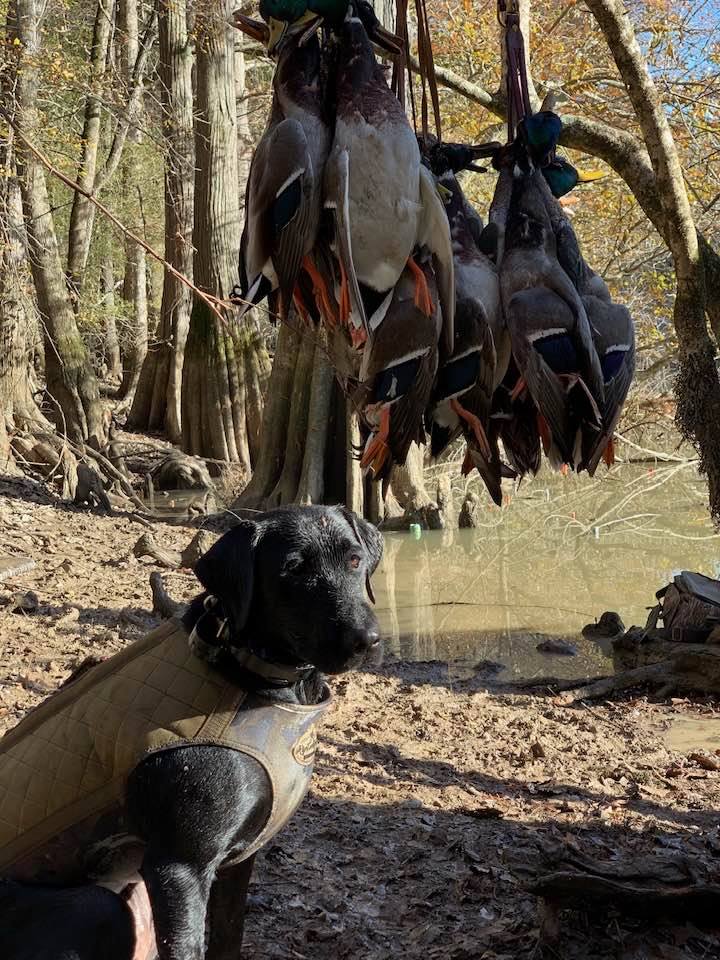 Young's Nelli Benelli Of Ducktown | Black Labrador Retriver