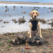 Ducktown's Harli Cannon | Yellow Labrador Retriver