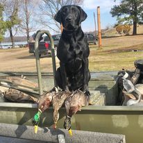 Ducktown Retrievers' Angus | Black Labrador Retriver