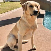 Ducktown's Thunder From The Clouds | Yellow Labrador Retriver