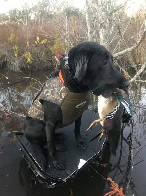 Ducktown's Sweet Southern Belle | Black Labrador Retriver