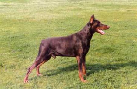 Panton v.h. Rapenland | Brown Doberman Pinscher