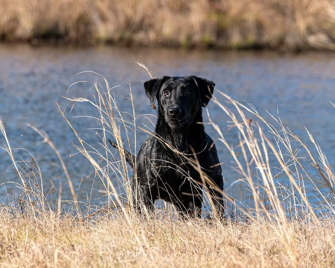 GRHRCH Rack & Spurs Ducktown Wildthang MH QAA | Black Labrador Retriver