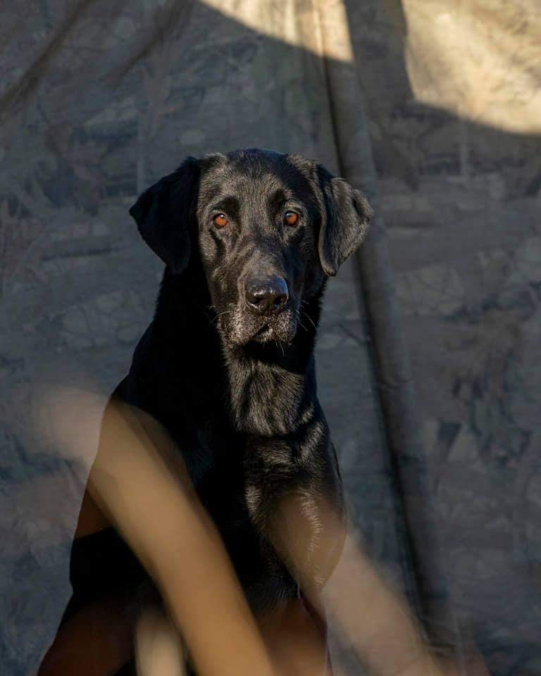 GRHRCH Rack & Spur's When The Devil Calls Your Name MH | Black Labrador Retriver