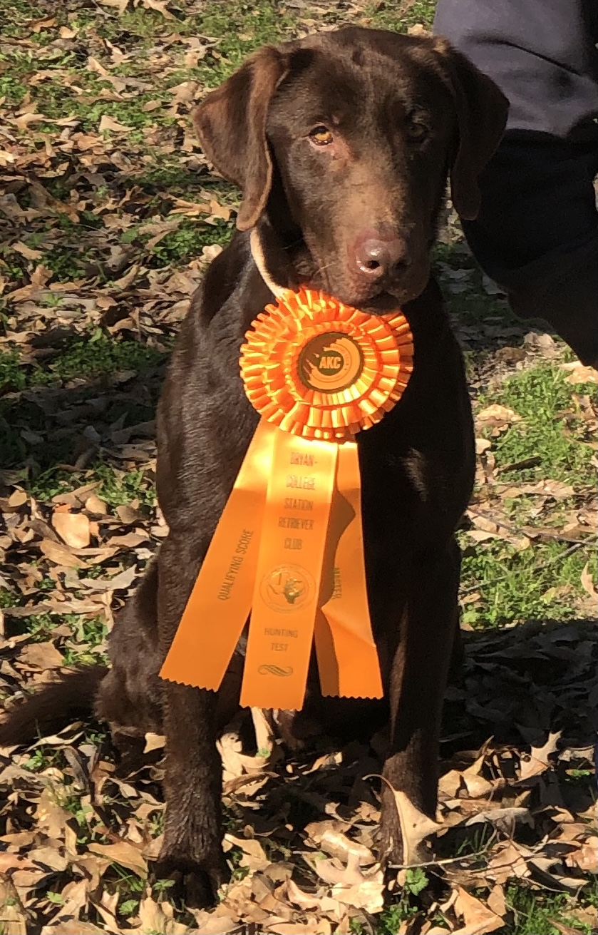 Barrow’s 2nd Attack - Going Hot MH | Chocolate Labrador Retriver