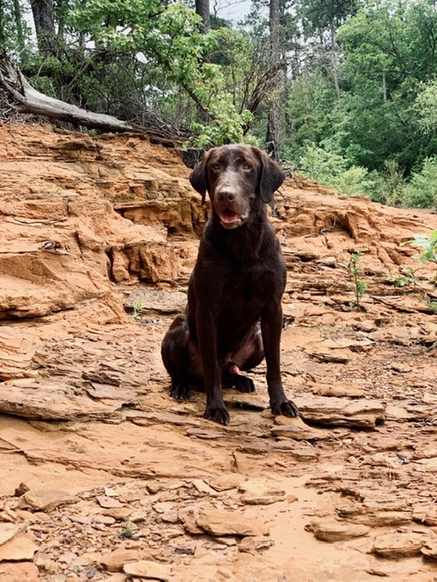 Barrow’s 2nd Attack - Going Hot  MH | Chocolate Labrador Retriver