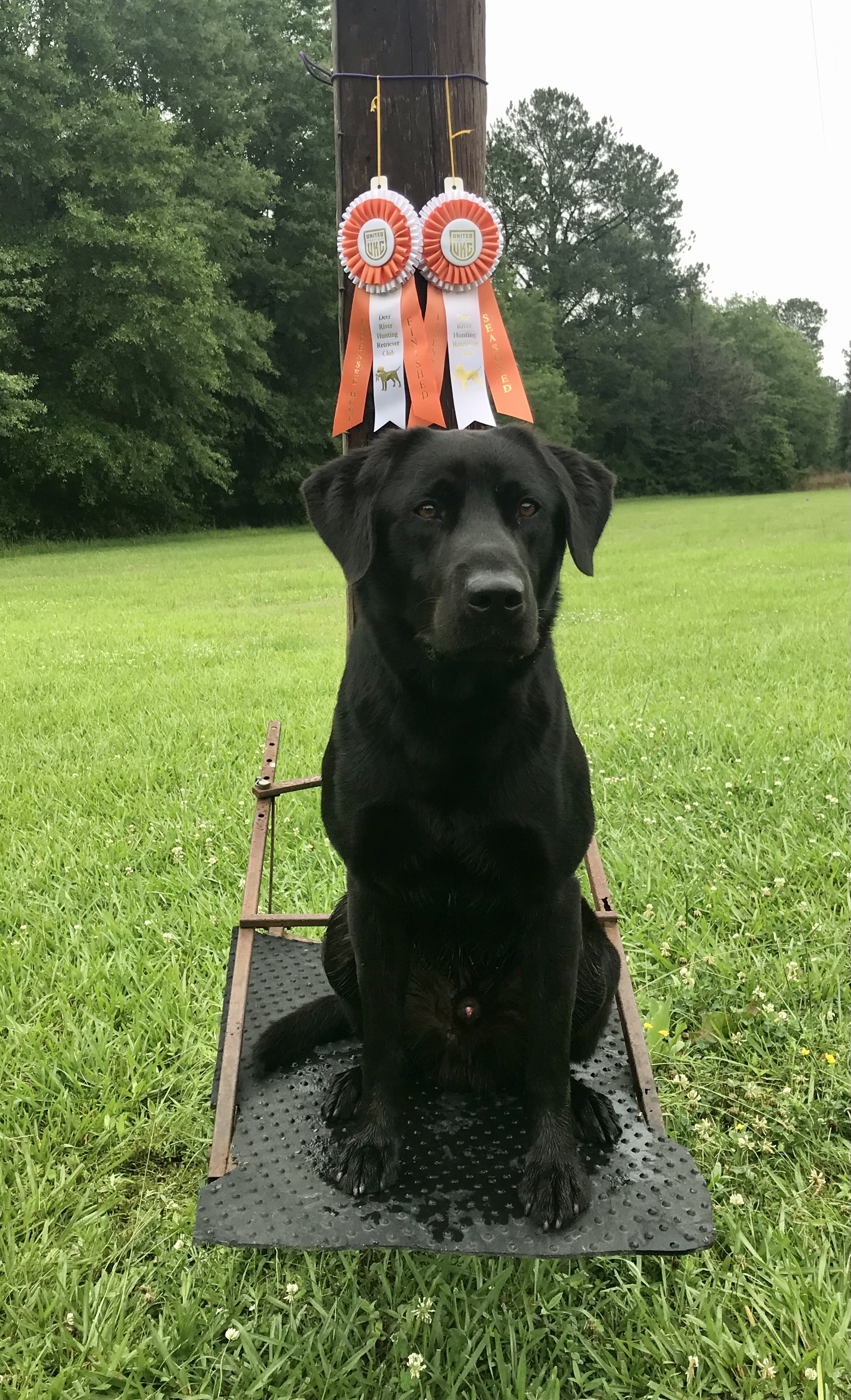 HRCH Ducktown's Lookin' Sharp | Black Labrador Retriver