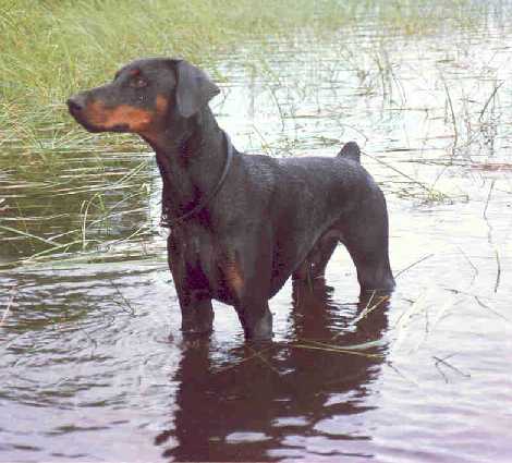 Lichterloch Beefeater | Black Doberman Pinscher