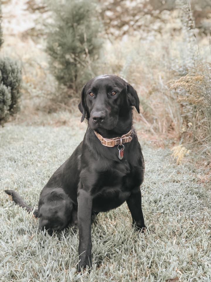 Ducktown's I'm Your Huckleberry | Black Labrador Retriver