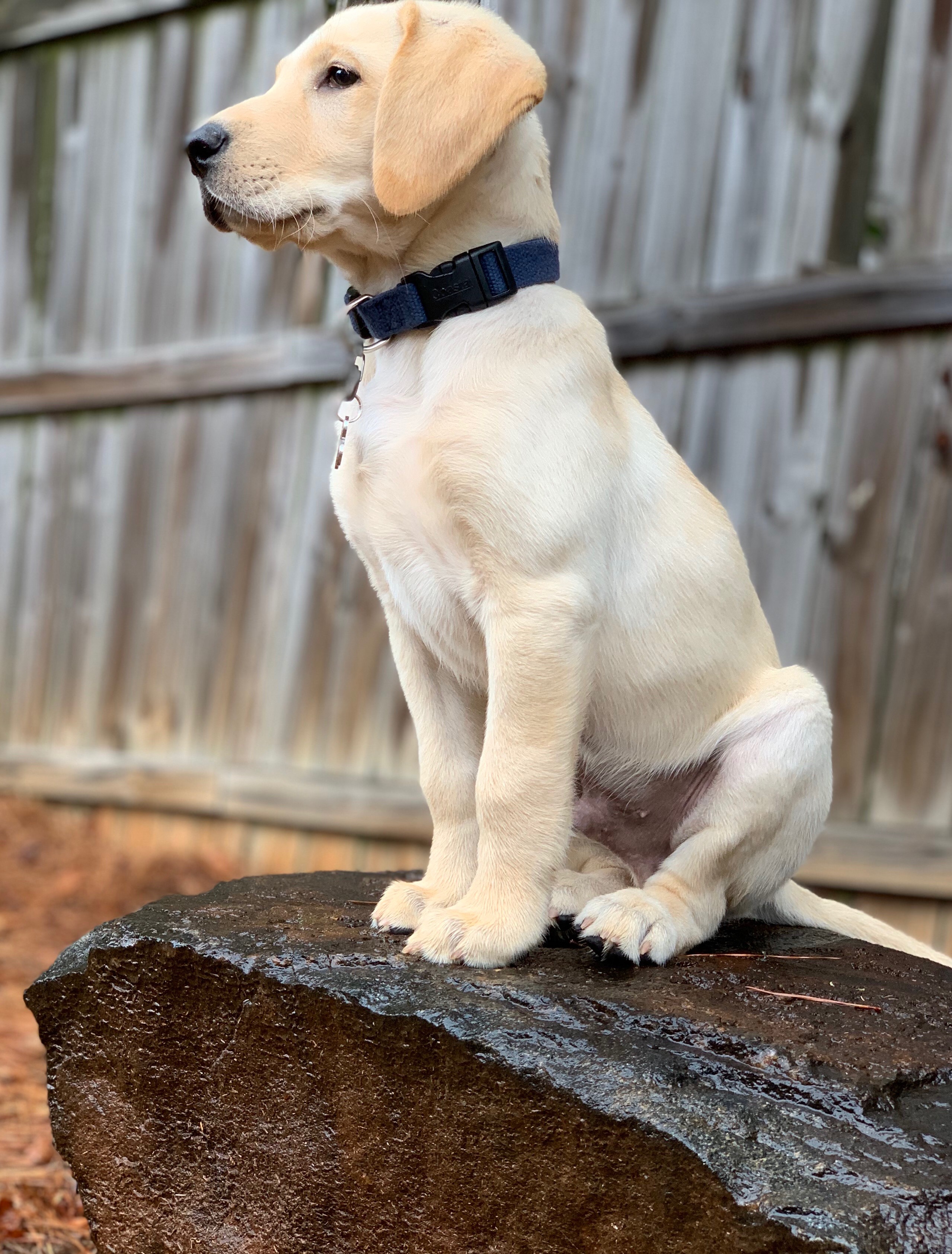 Ducktown Buckeye Orozco | Yellow Labrador Retriver