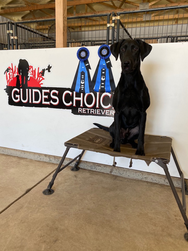 Faulkner's Shiney Black Train Rip | Black Labrador Retriver