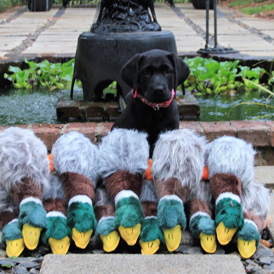 Ducktown's Black River Gem Remy | Black Labrador Retriver