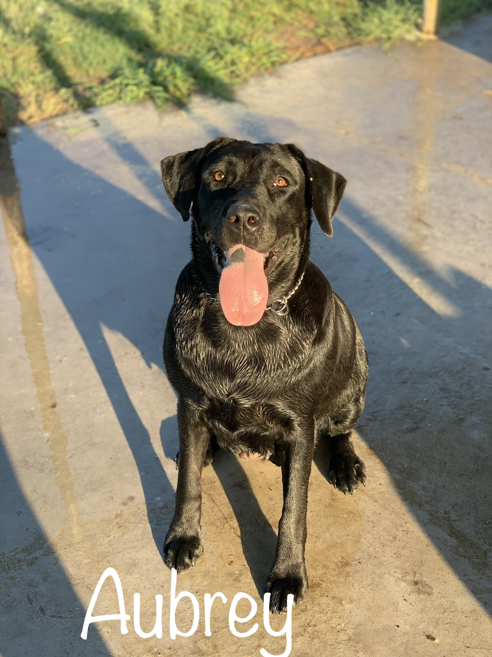 Aubrey Chica | Black Labrador Retriver