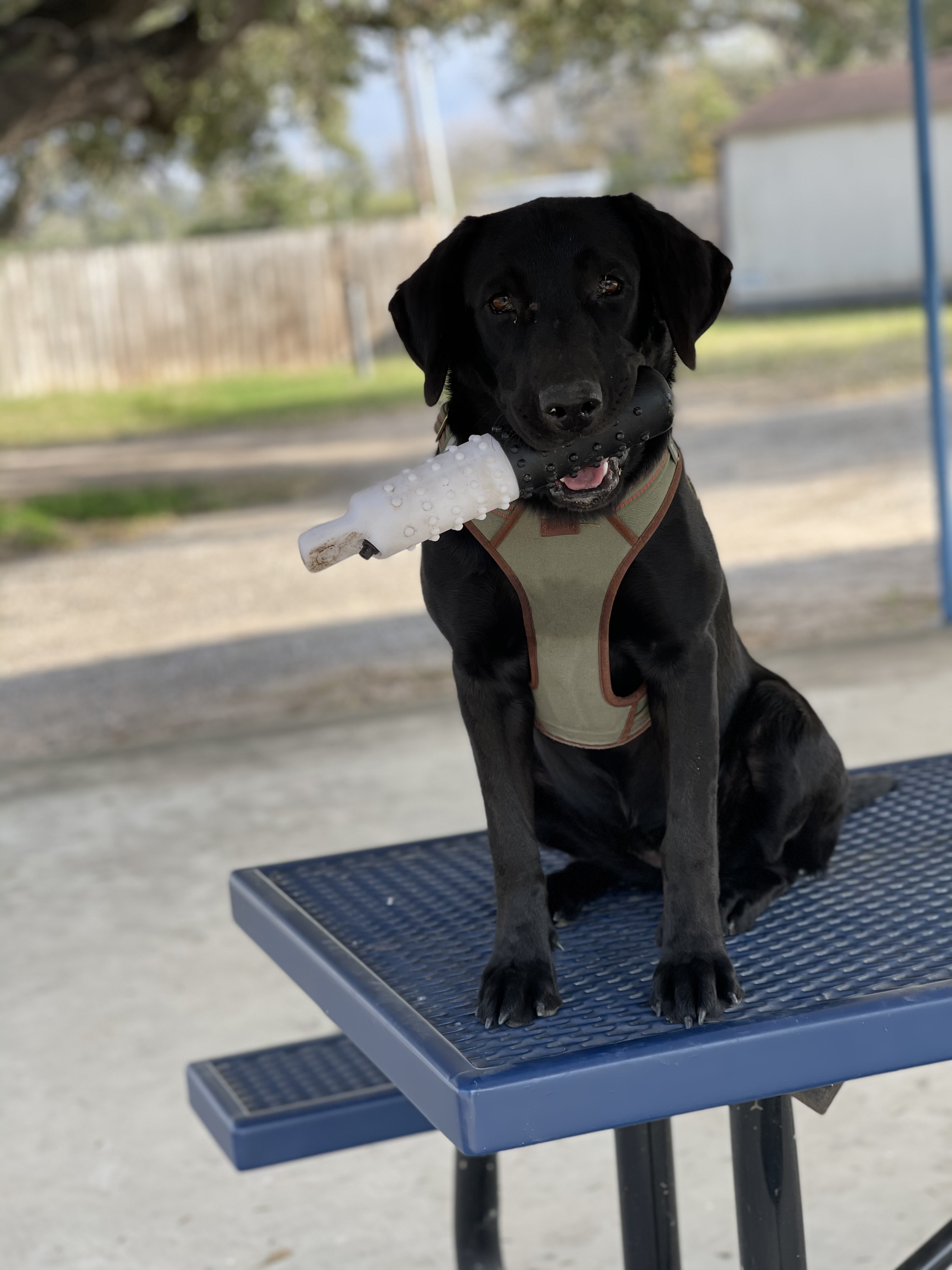 Spiller's Corona With Lime | Black Labrador Retriver