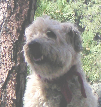 Blazmhor's Eight-To-The-Bar Cody | Soft Coated Wheaten Terrier 