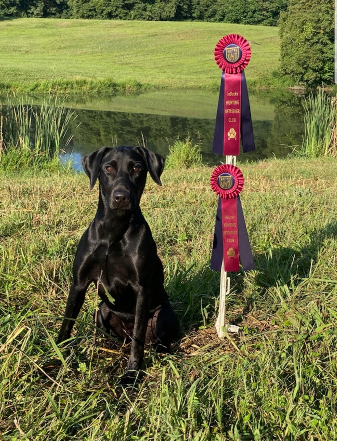 Cahokia Creeks Giddy On Up | Black Labrador Retriver