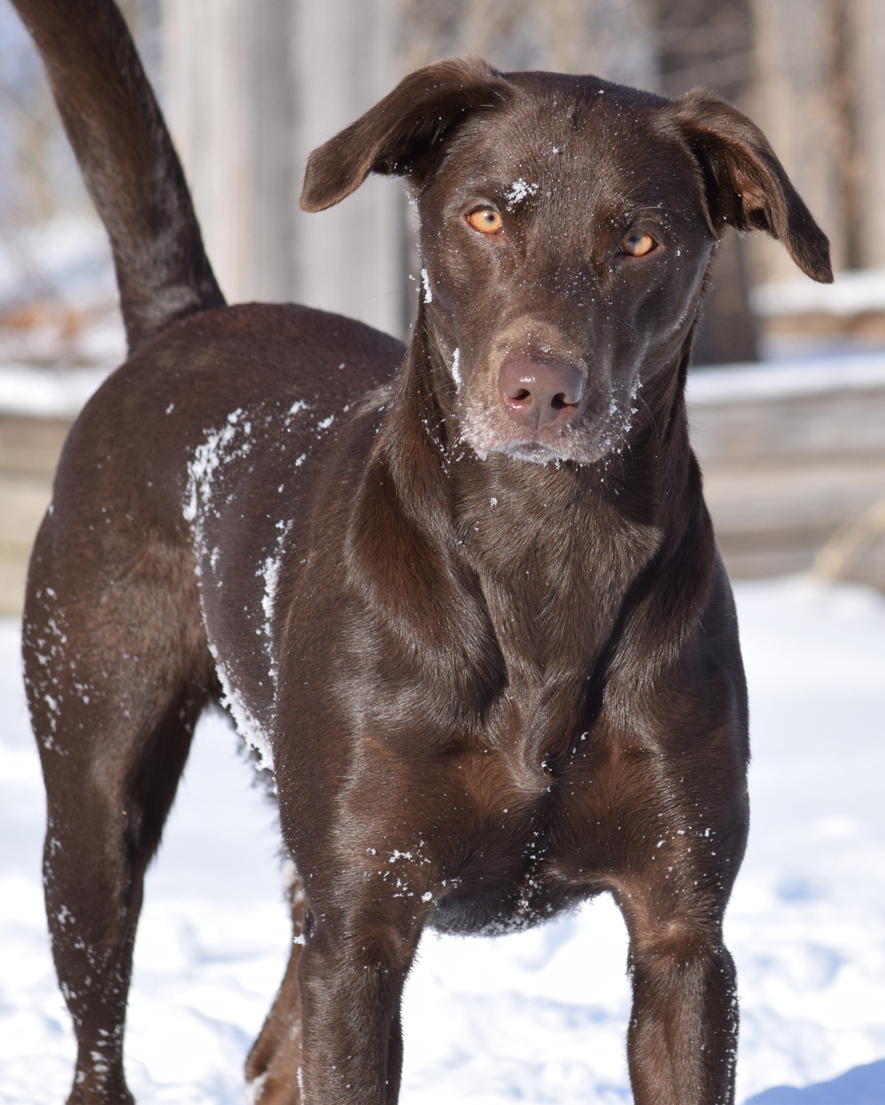 Pecanderosa’s Got Her Groove Back | Chocolate Labrador Retriver