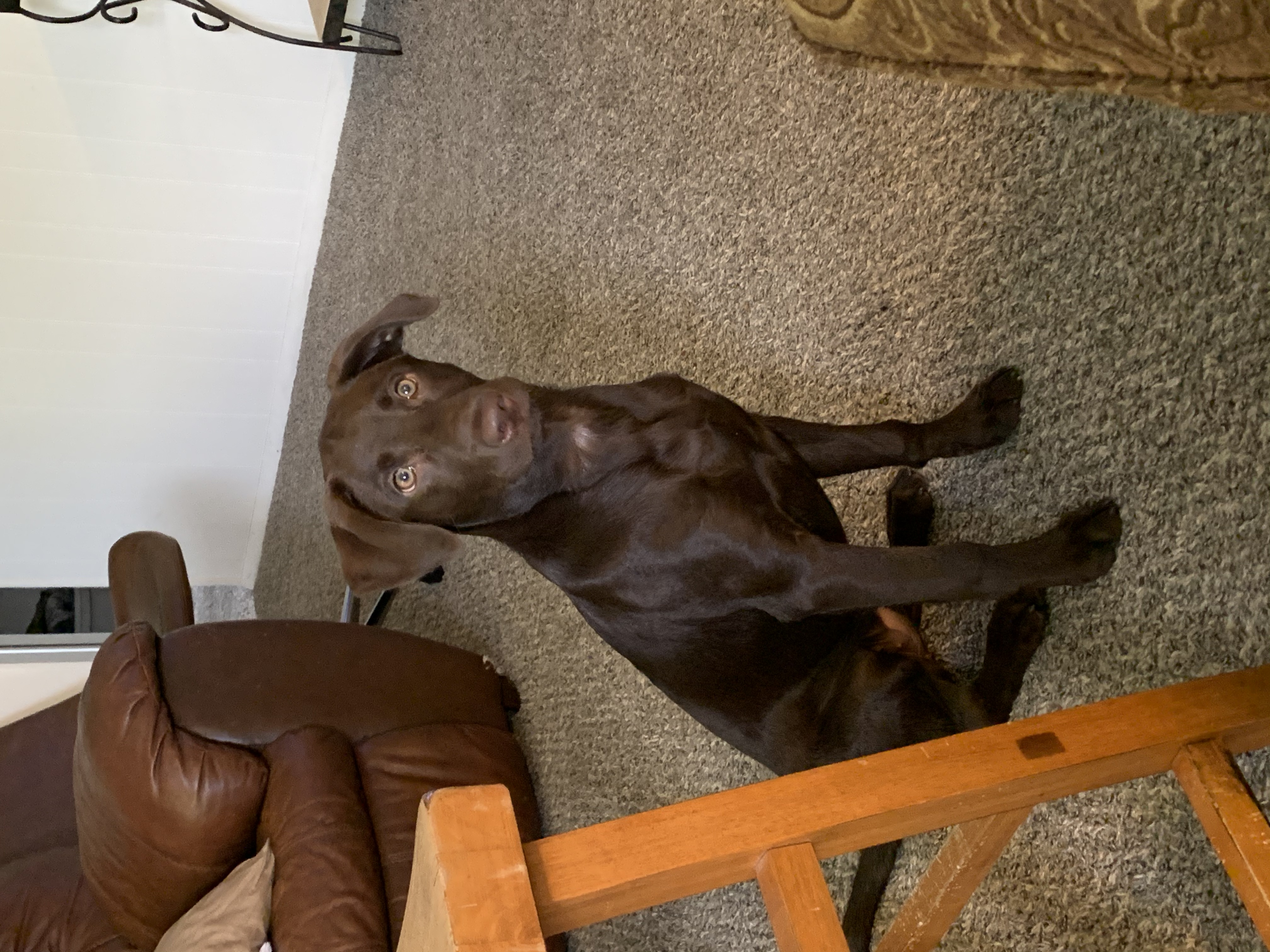 Pecanderosa’s Got Her Groove Back | Chocolate Labrador Retriver