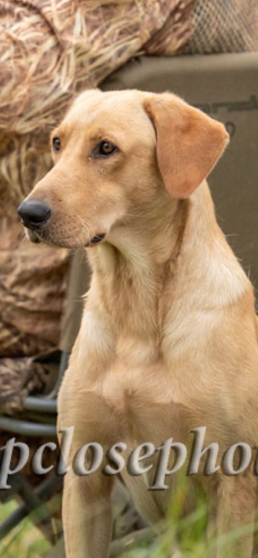 HRCH Northfork's Slidding In Head First MH | Yellow Labrador Retriver