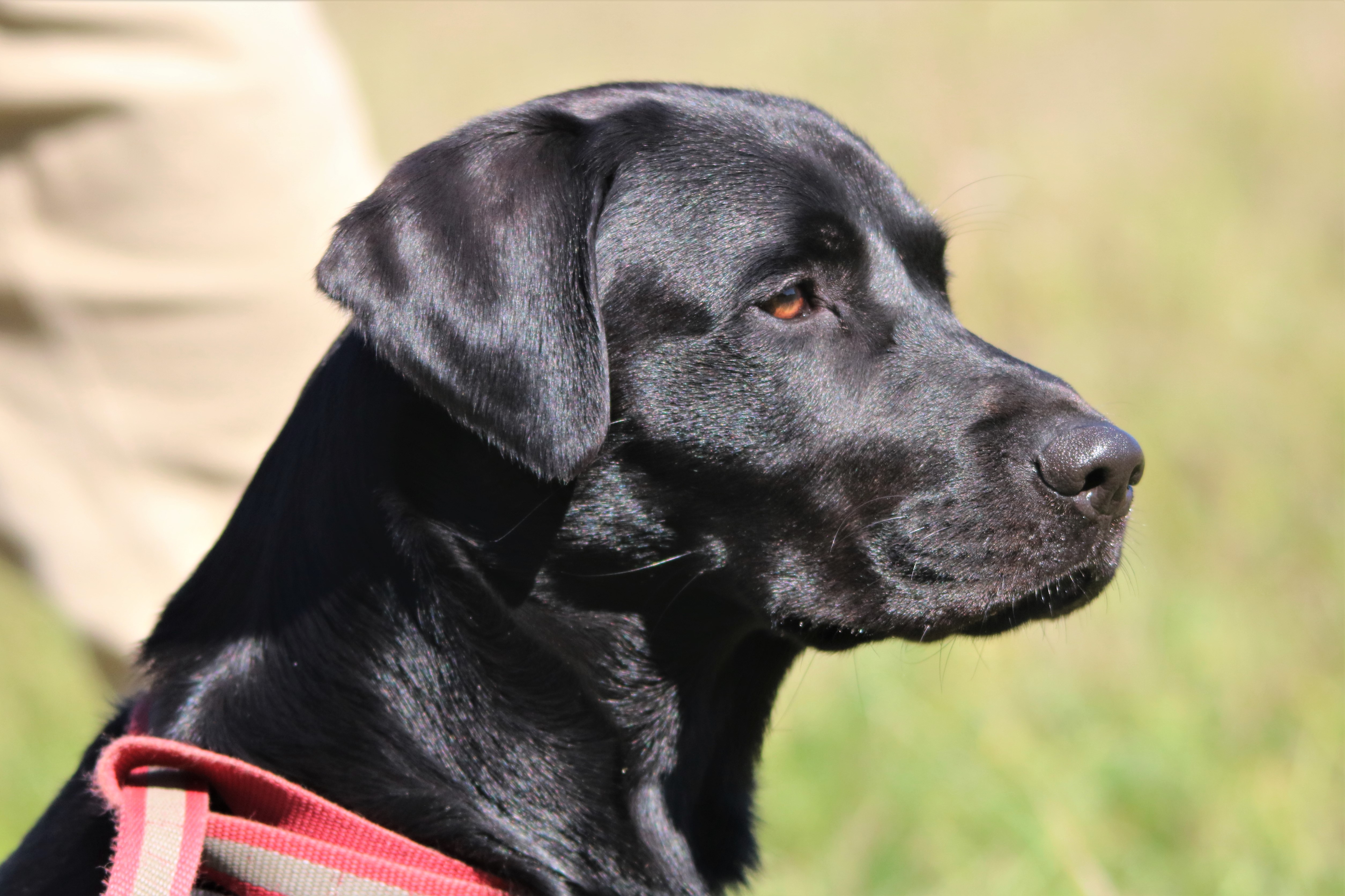 APR Waylons Drinkin And Dreamin Of Sonny SH | Black Labrador Retriver