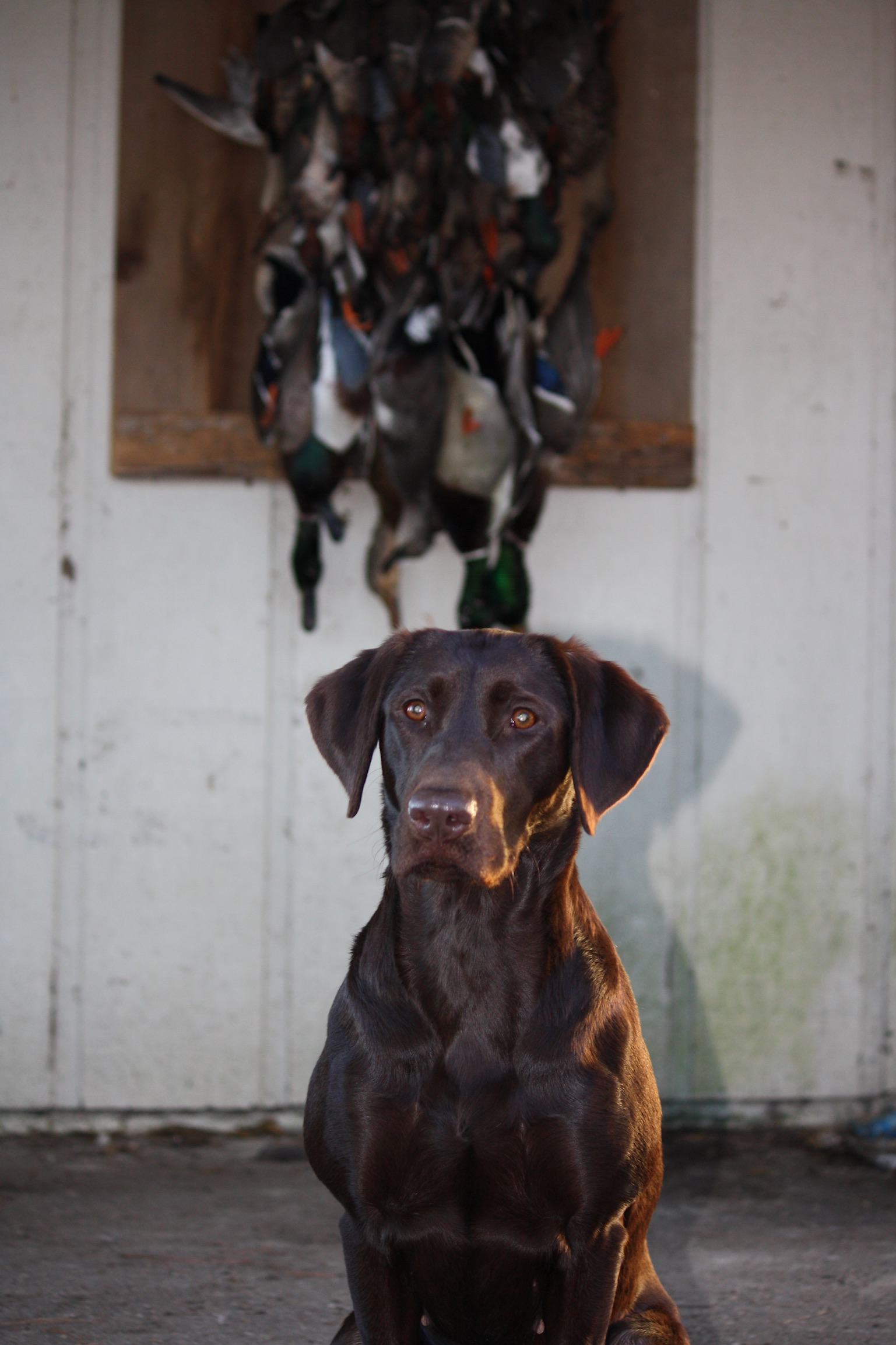 Goin For Gold Gabby | Chocolate Labrador Retriver