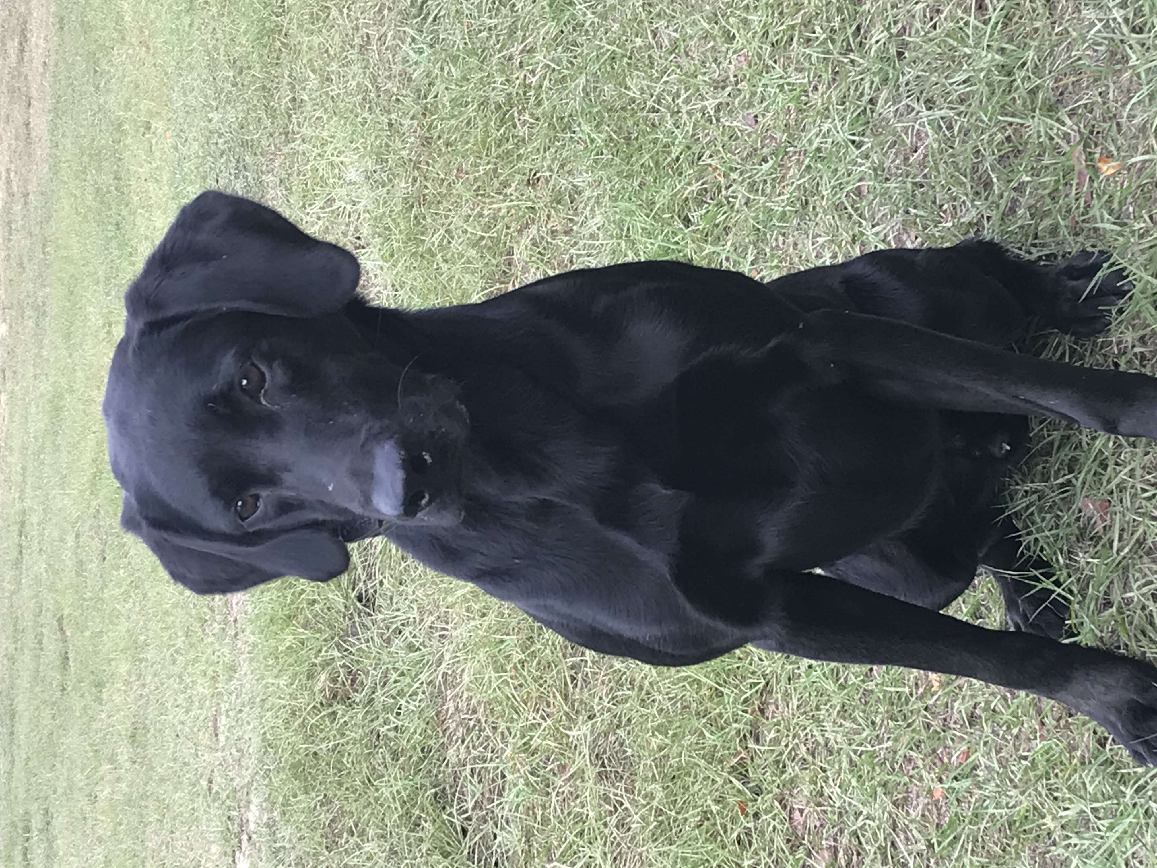 Princeton’s Black Mail | Black Labrador Retriver