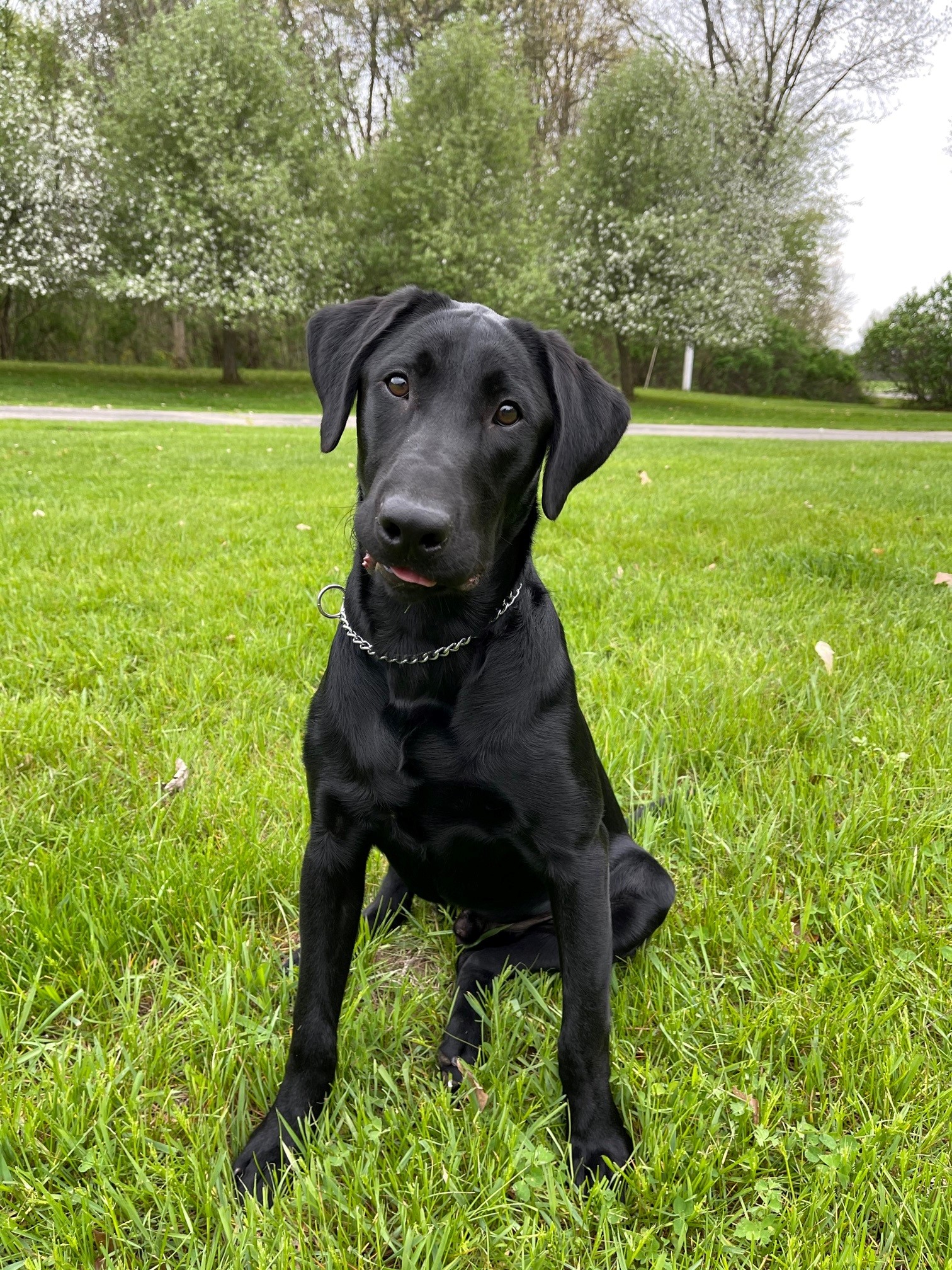 Lone Creek's Sharp Dressed Man | Black Labrador Retriver