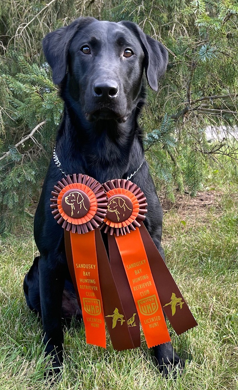 Lone Creek's Sharp Dressed Man | Black Labrador Retriver