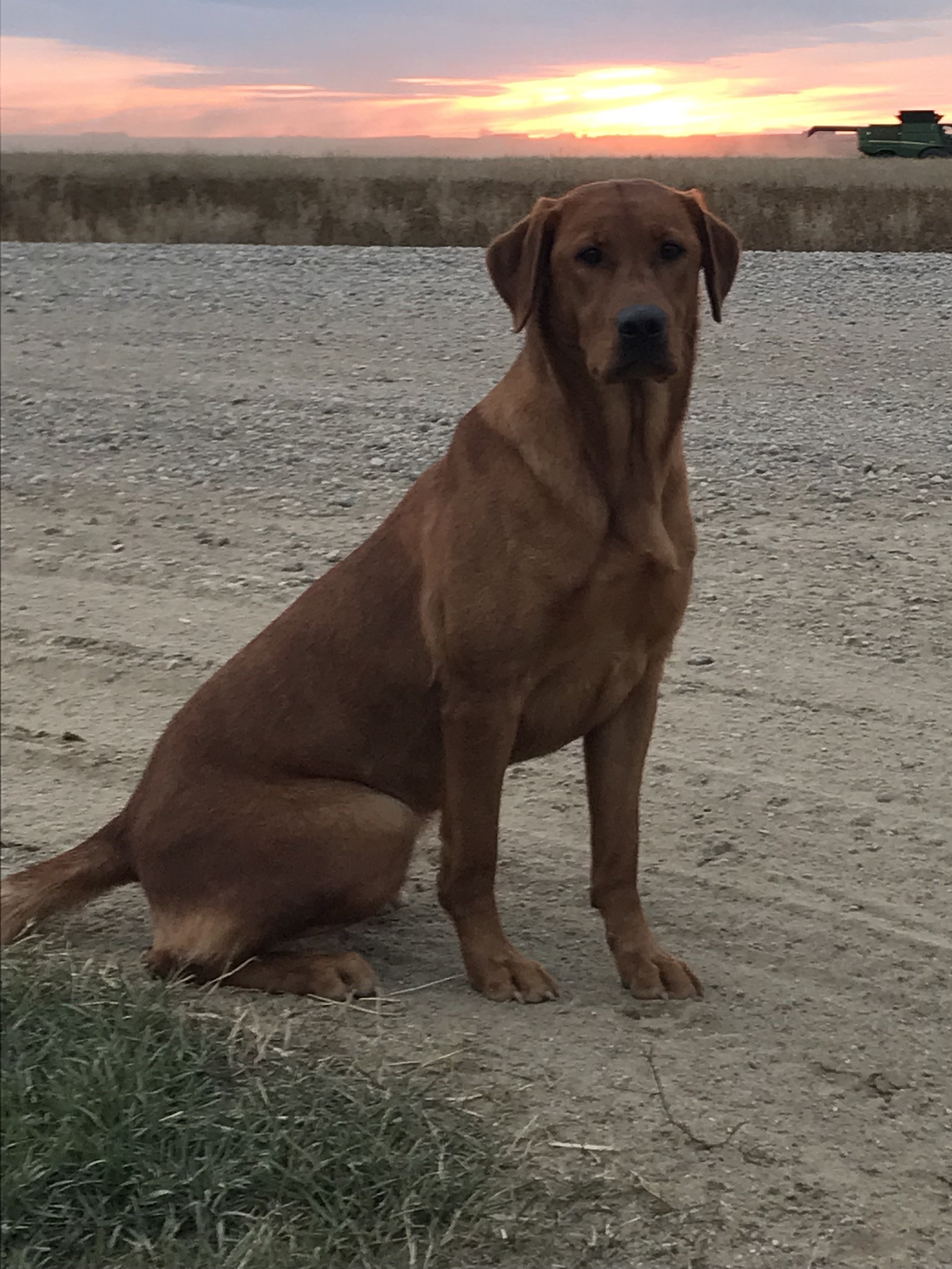 Bama's Red Rogue | Yellow Labrador Retriver