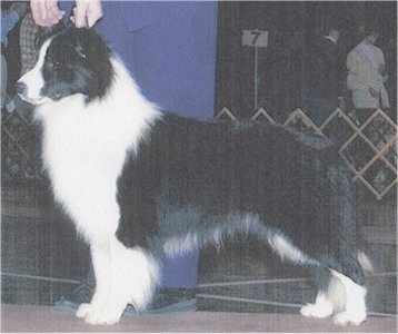 Bayshore's Under My Spell | Border Collie 