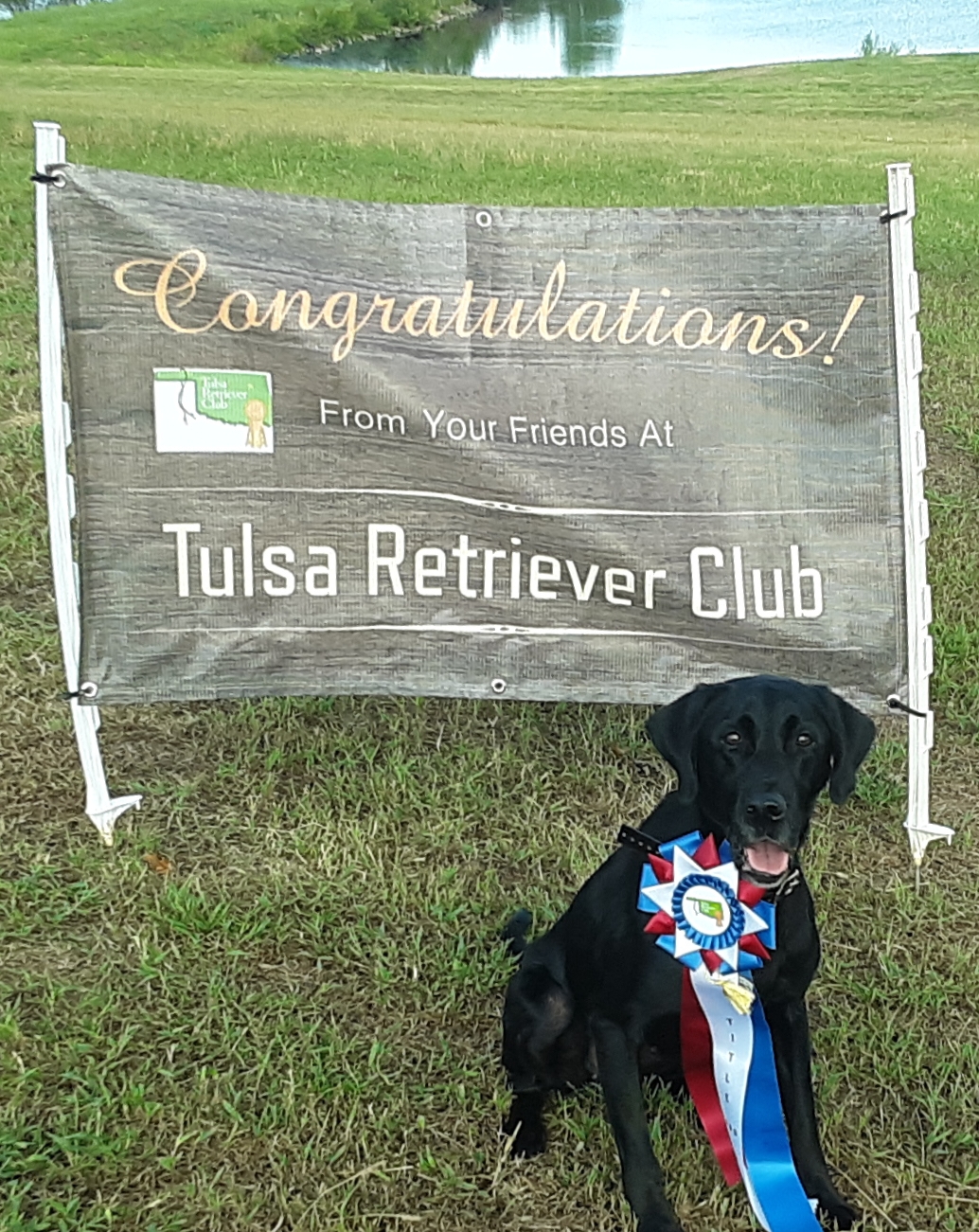 Foundations Rolling Thunder JH | Black Labrador Retriver