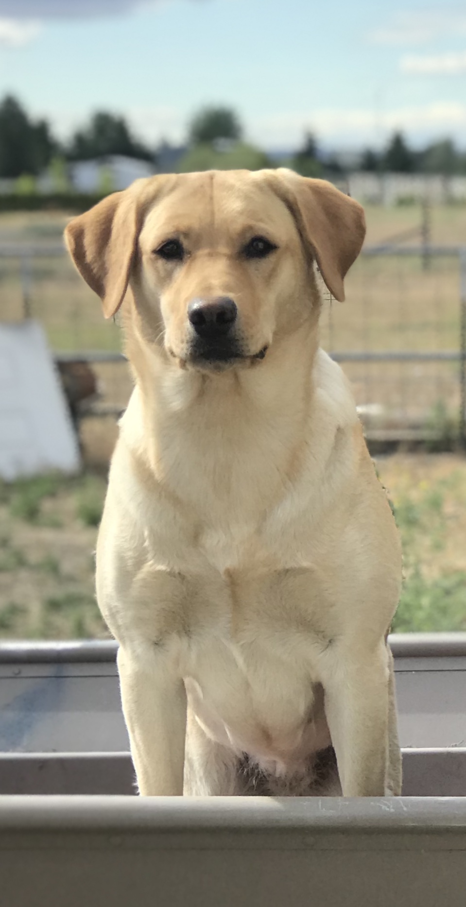 SHR Northwood's Morning Chill | Yellow Labrador Retriver