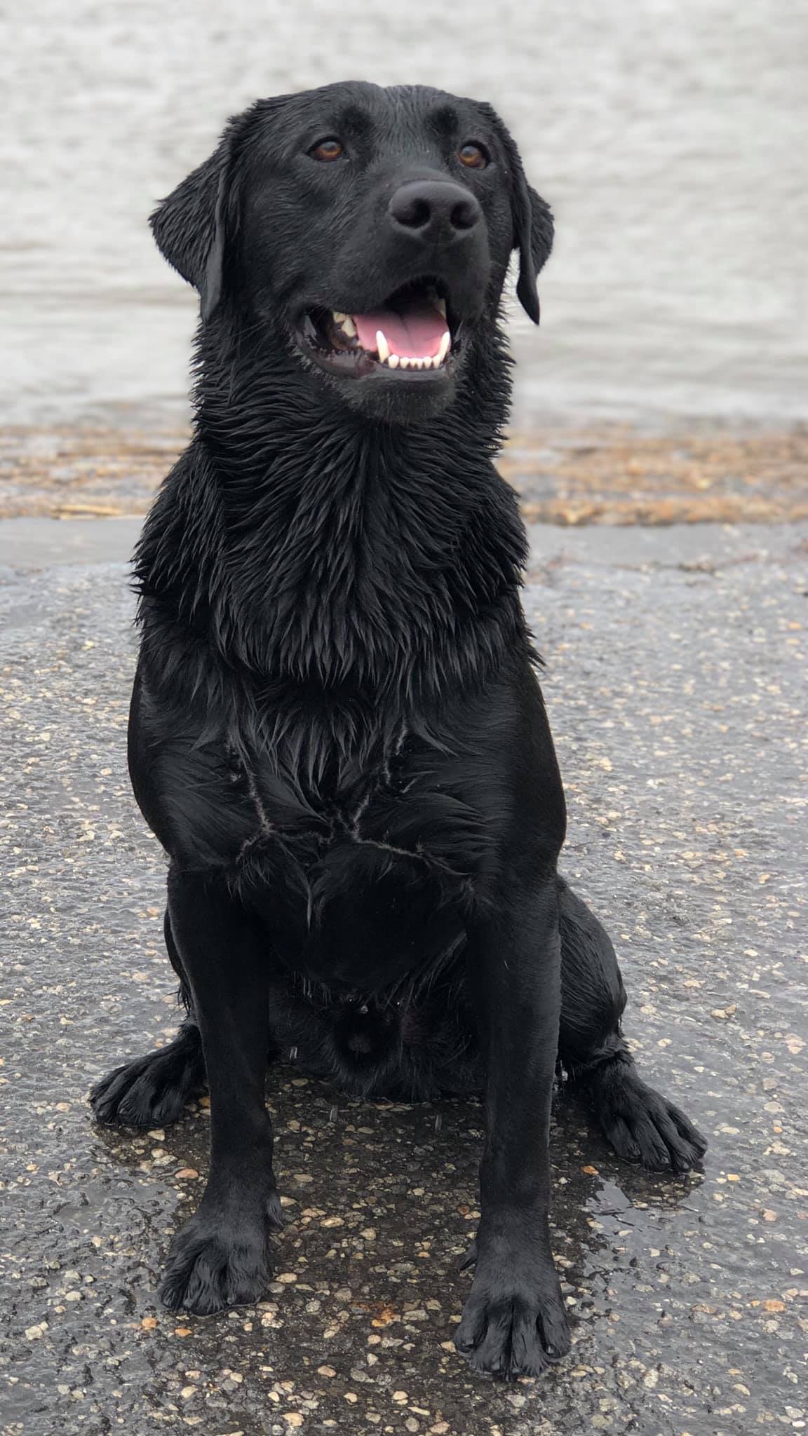 Dos Mock | Black Labrador Retriver