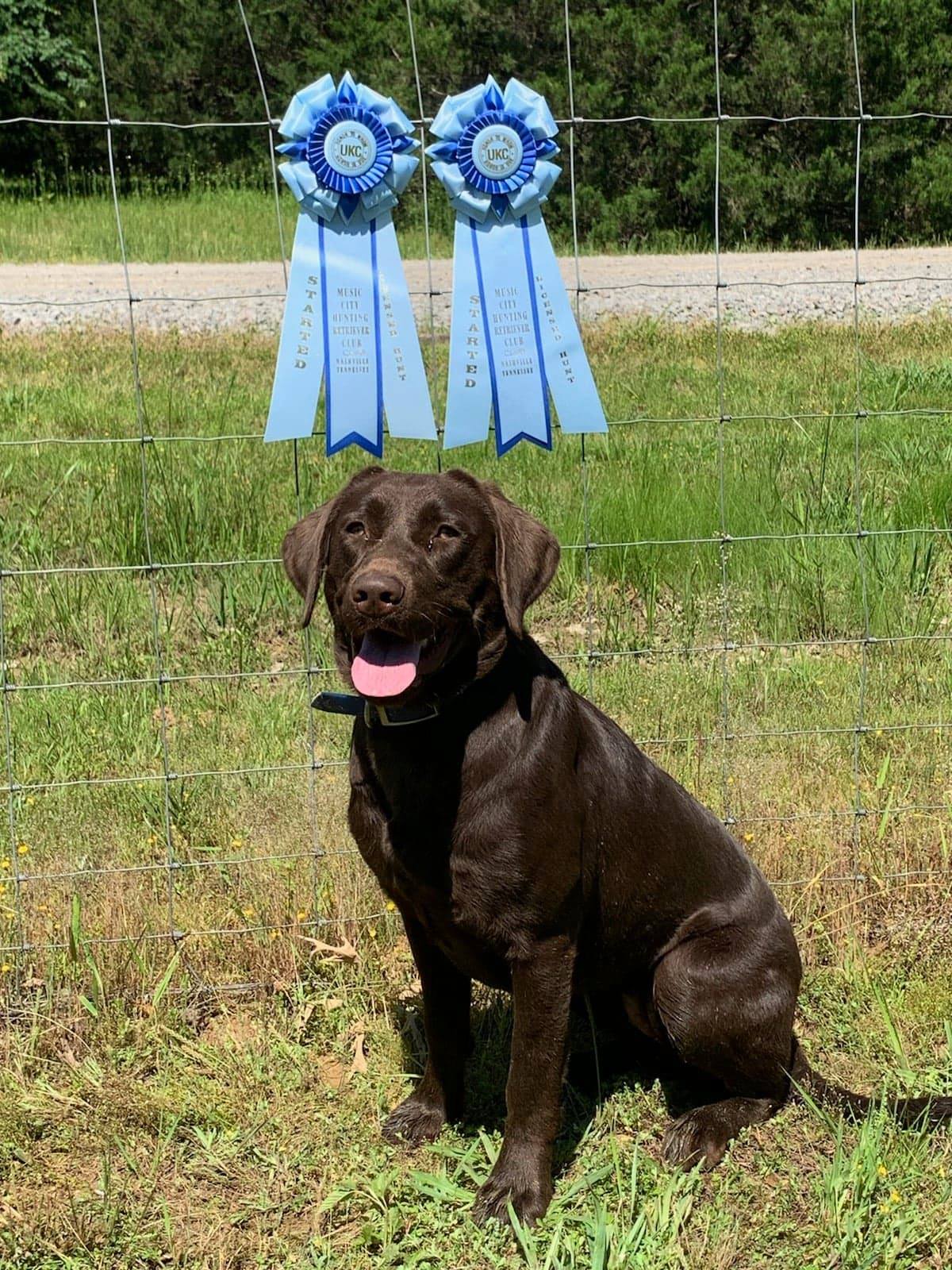 HRCH Happy Acres Sally Sue | Chocolate Labrador Retriver