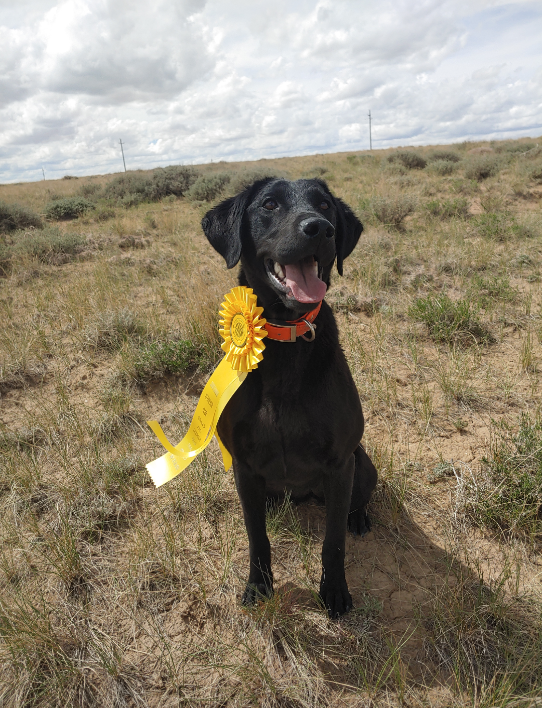 Logan Rivers Don't Take My Man | Black Labrador Retriver