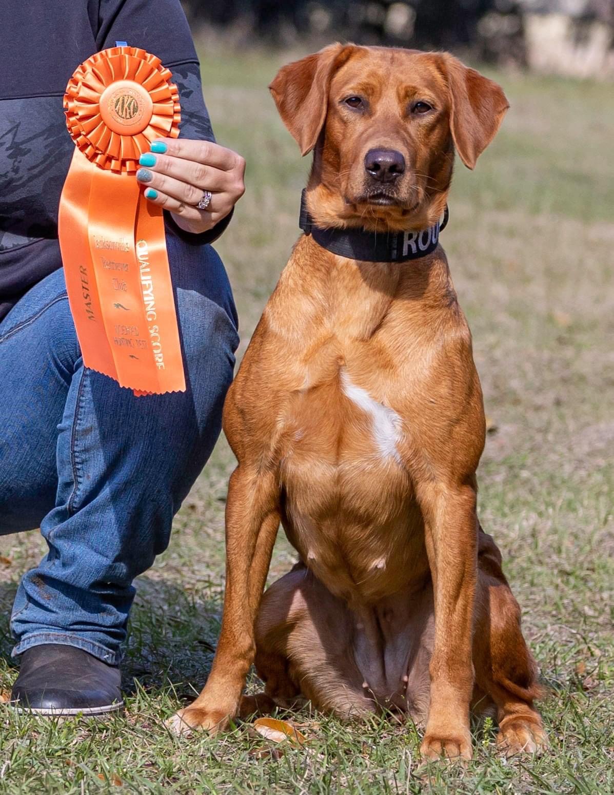 SHR Davis's War Bird | Yellow Labrador Retriver