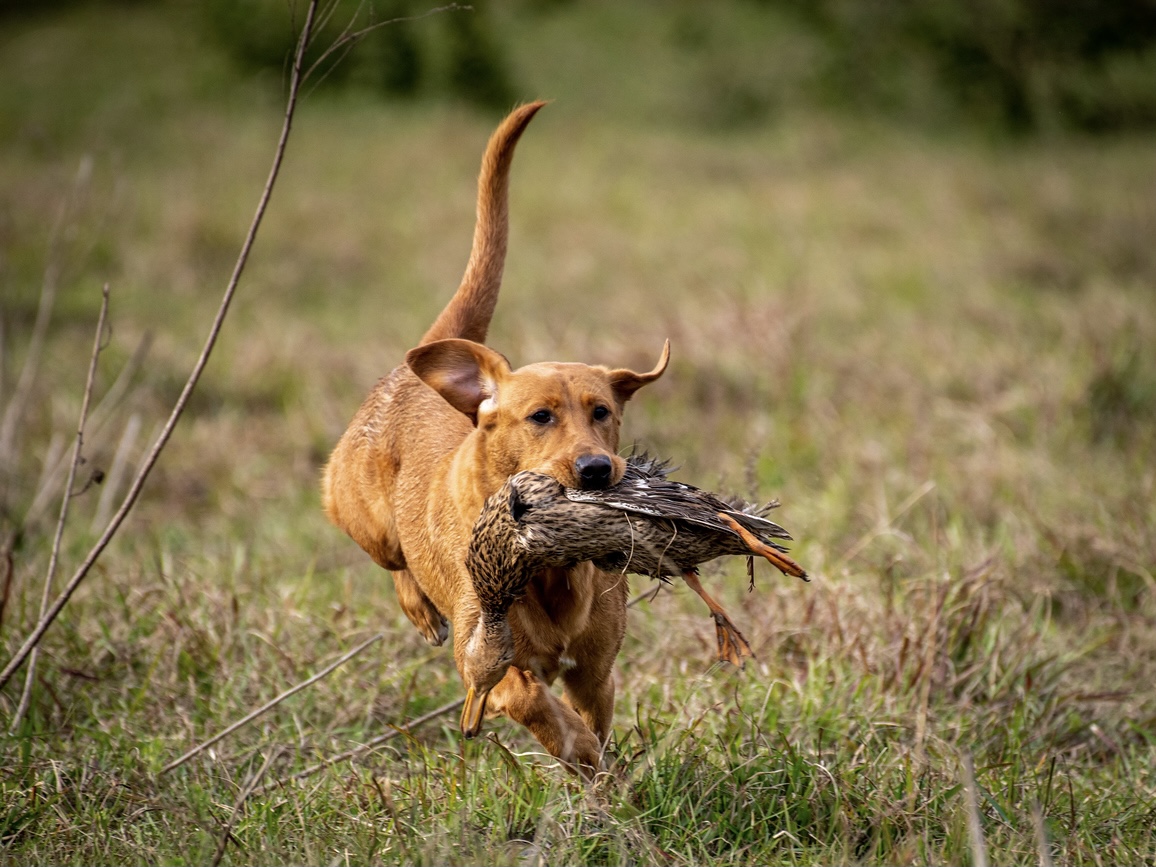 SHR Davis's War Bird | Yellow Labrador Retriver