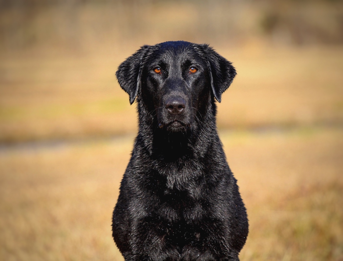 RTR’s Aunt B | Black Labrador Retriver