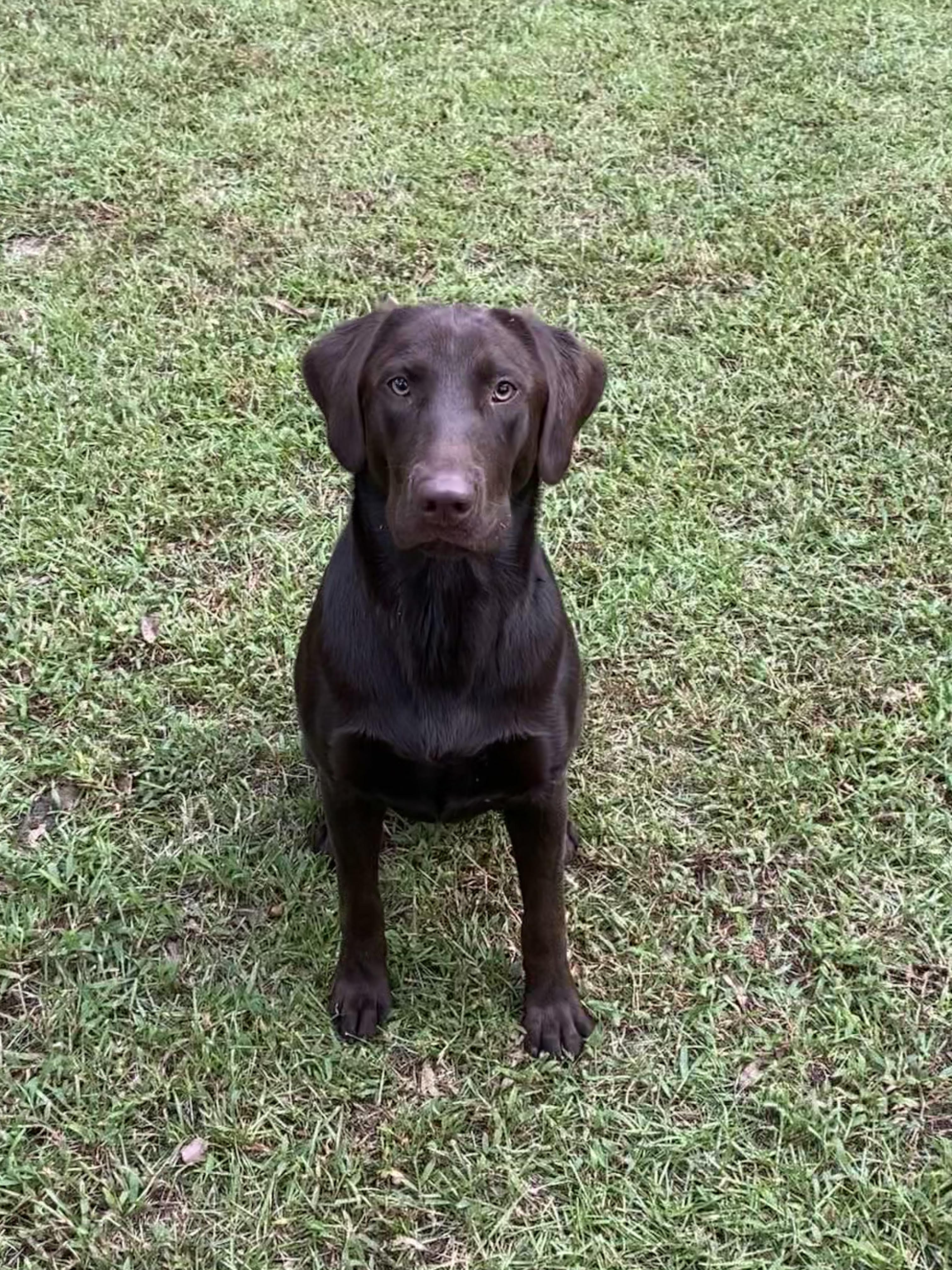 SHR Hollow Hills Pinned Ya Again | Chocolate Labrador Retriver