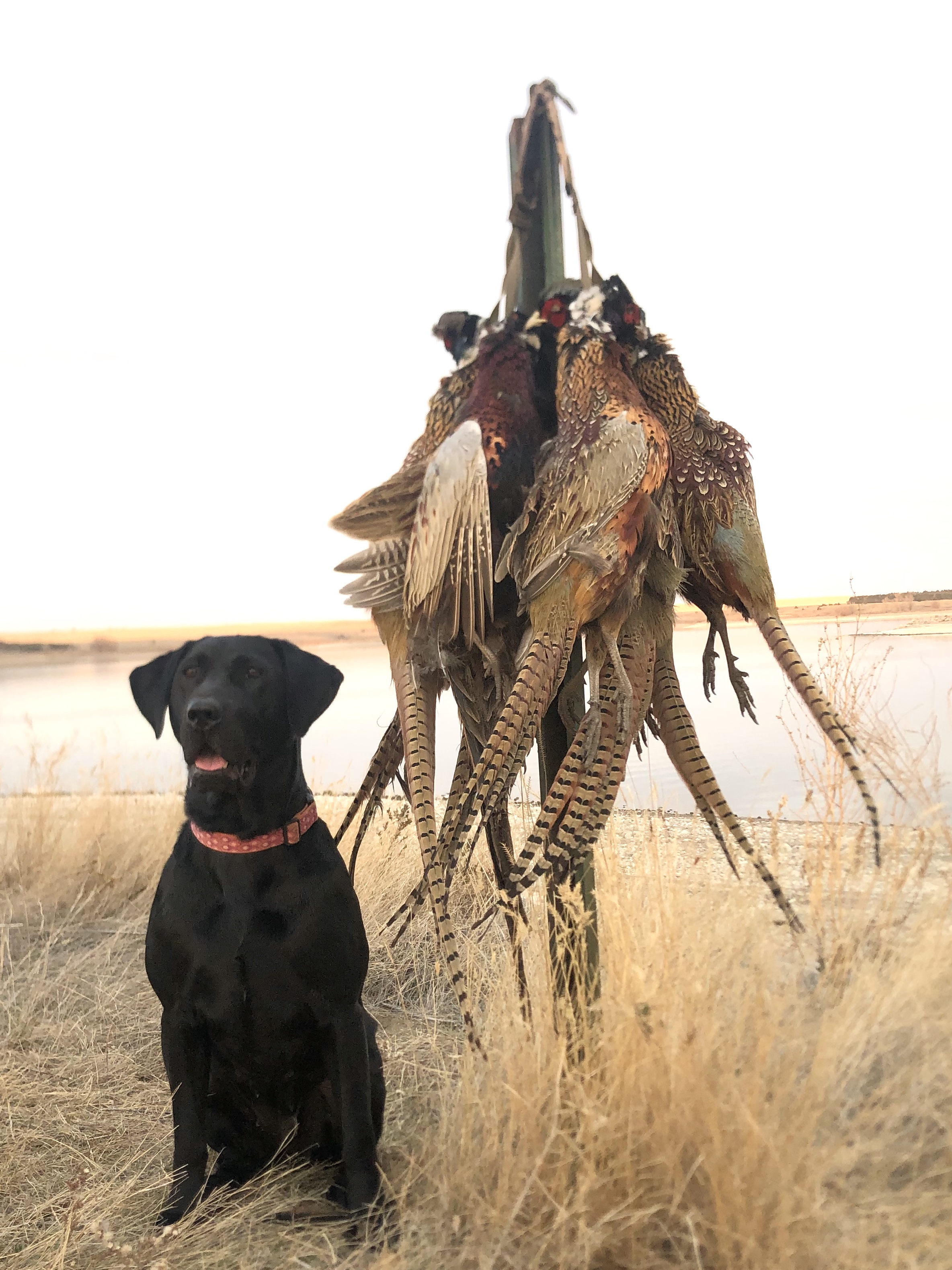 Rock Solids Little Oakley Annie | Black Labrador Retriver